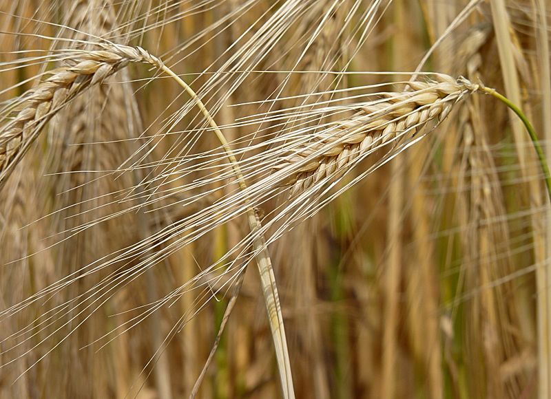 China removes tariffs on Australian barley after three years