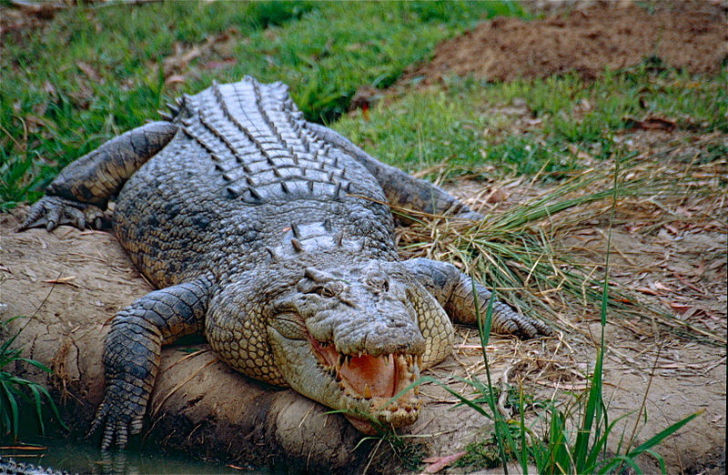 Escape of 75 crocodiles from Chinese breeding farm amid flood      